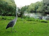 Saint James's Park